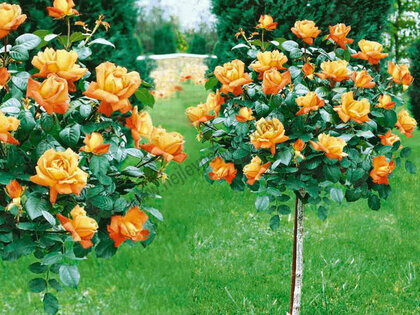 Růže na kmínku oranžová 90/110 cm, v květináči Rosa orange